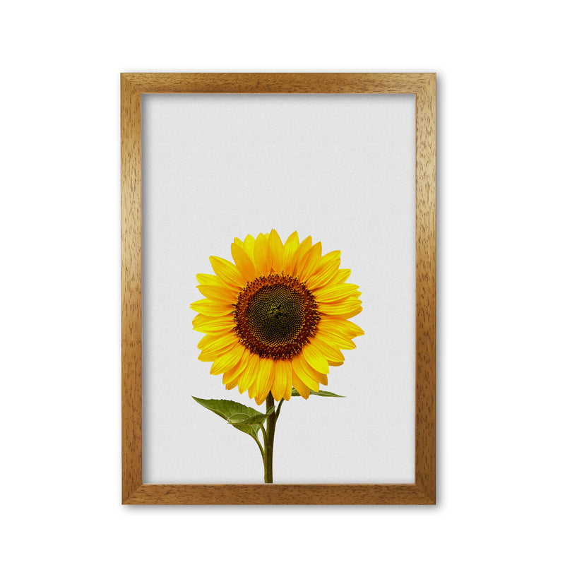 Sunflower Still Life Print By Orara Studio, Framed Botanical & Nature Art Print Oak Grain
