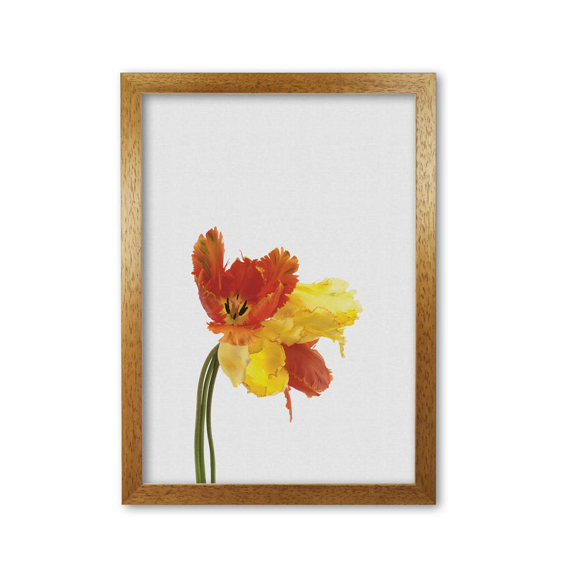 Tulip Still Life Print By Orara Studio, Framed Botanical & Nature Art Print Oak Grain