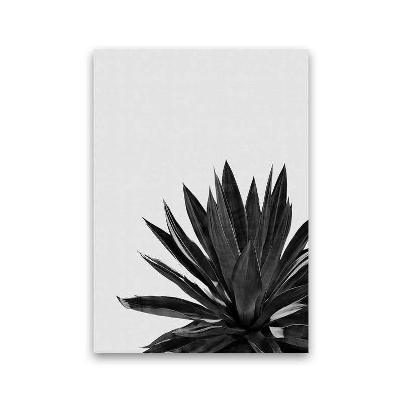 Agave Cactus Black And White Print By Orara Studio, Framed Botanical Nature Art Print Only