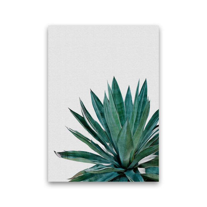 Agave Cactus Print By Orara Studio, Framed Botanical & Nature Art Print Print Only