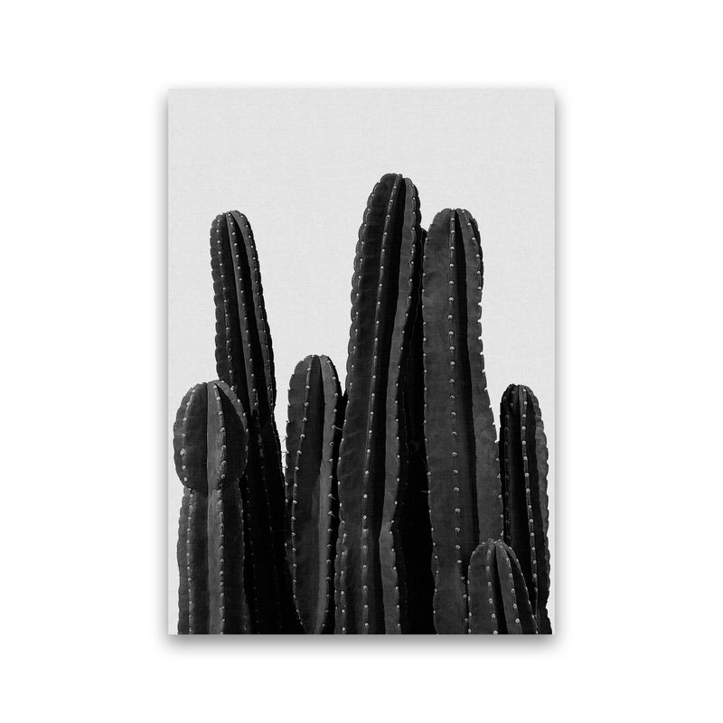 Cactus Black And White Print By Orara Studio, Framed Botanical Art Print Only