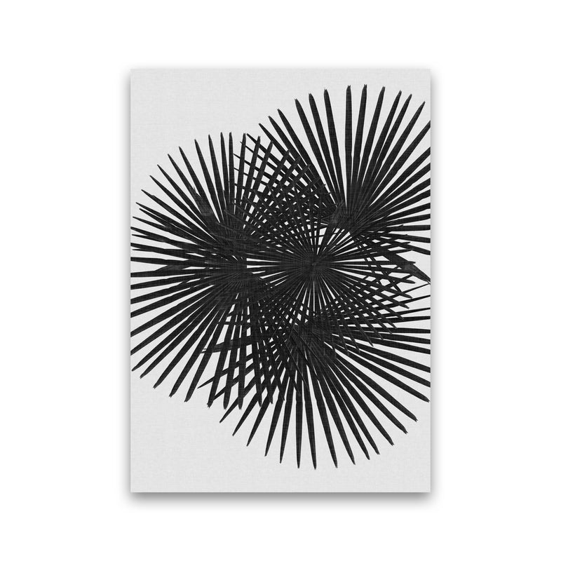 Fan Palm Black & White Print By Orara Studio Print Only
