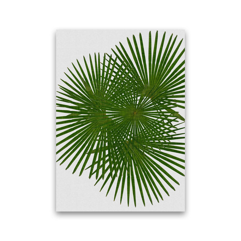 Fan Palm Print By Orara Studio, Framed Botanical & Nature Art Print Print Only