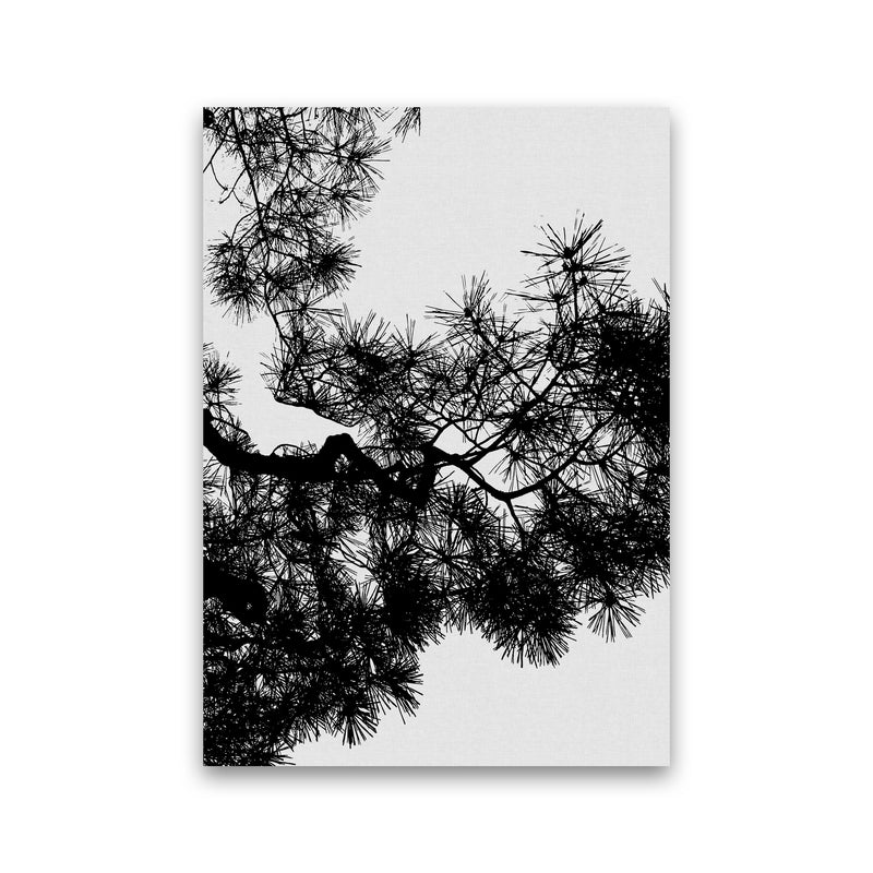 Pine Tree Black & White Print By Orara Studio Print Only