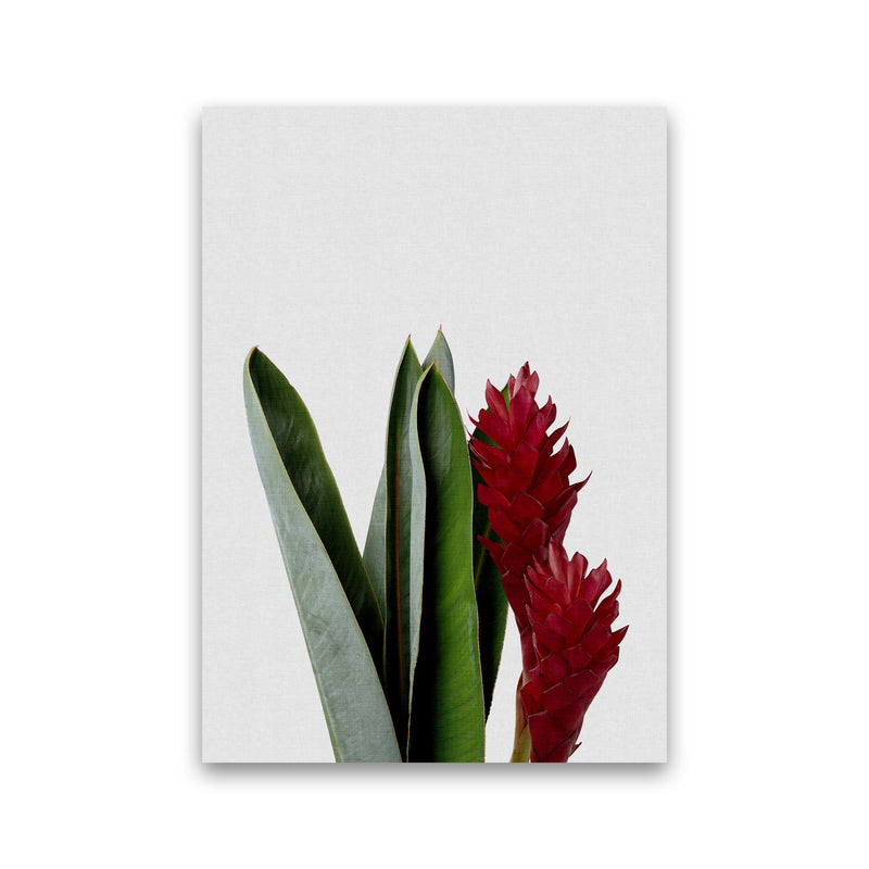 Red Flower Print By Orara Studio, Framed Botanical & Nature Art Print Print Only