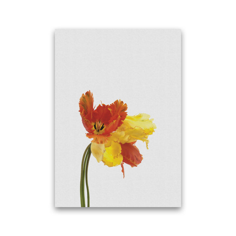 Tulip Still Life Print By Orara Studio, Framed Botanical & Nature Art Print Print Only