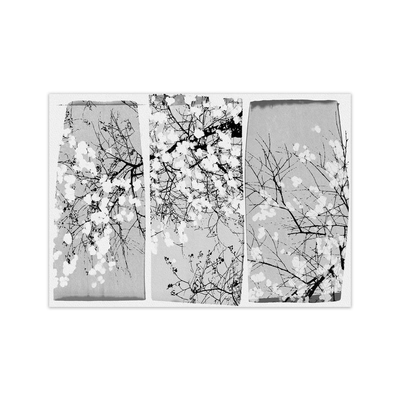 Oriental Blossom Botanical Art Print by Orara Studio Print Only