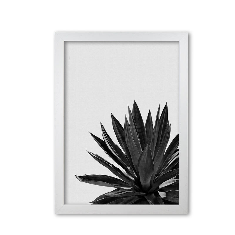 Agave Cactus Black And White Print By Orara Studio, Framed Botanical Nature Art White Grain