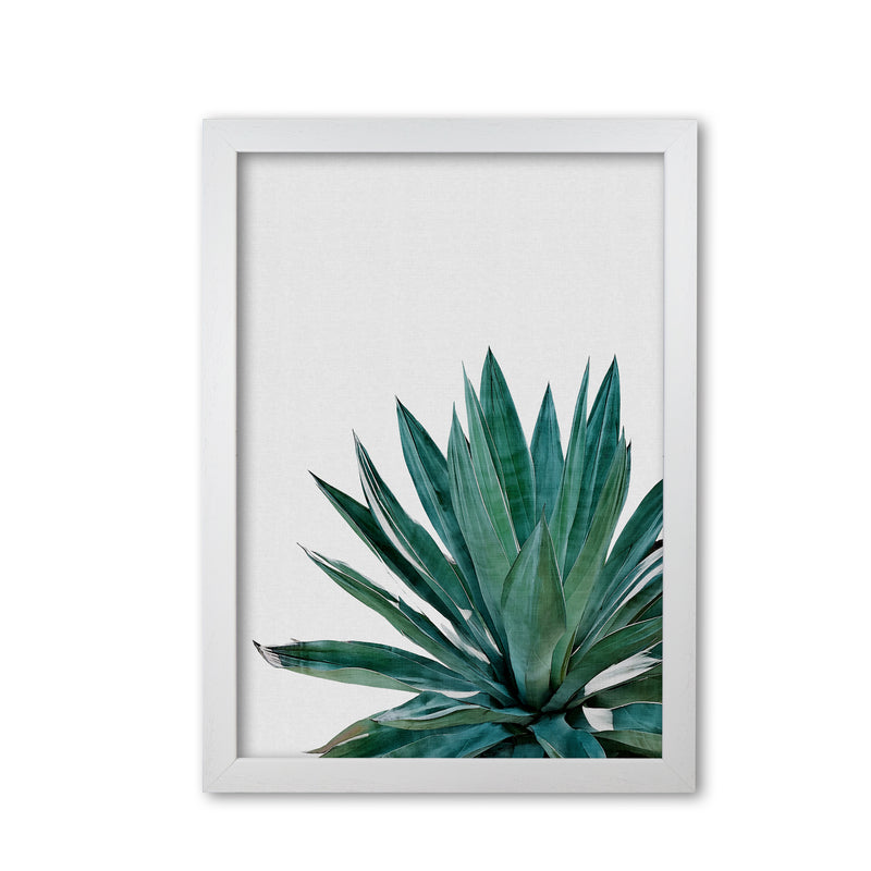 Agave Cactus Print By Orara Studio, Framed Botanical & Nature Art Print White Grain