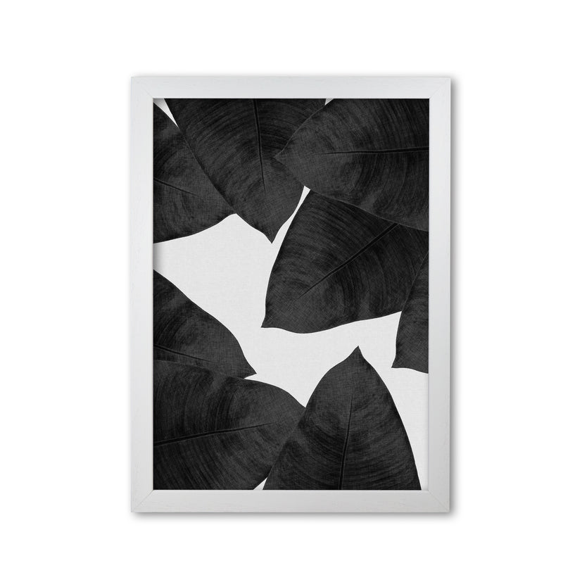 Banana Leaf Black & White II Print By Orara Studio White Grain