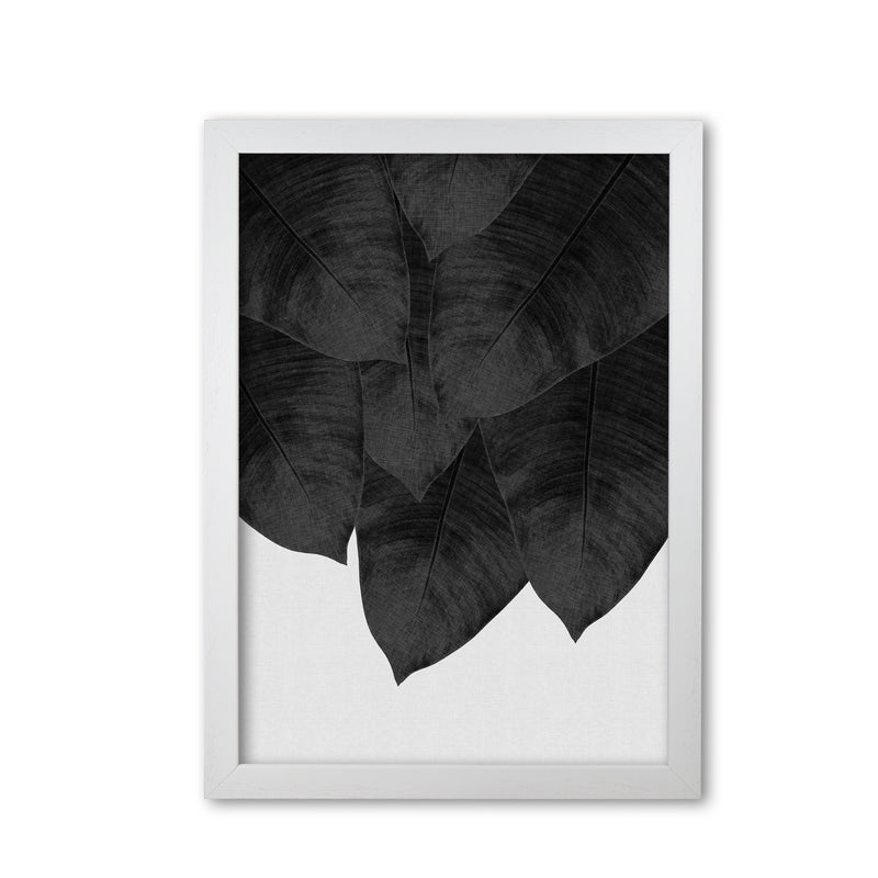 Banana Leaf Black & White III Print By Orara Studio White Grain