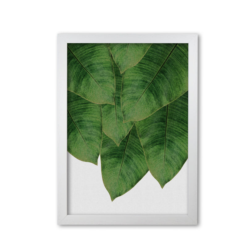 Banana Leaf III Print By Orara Studio, Framed Botanical & Nature Art Print White Grain