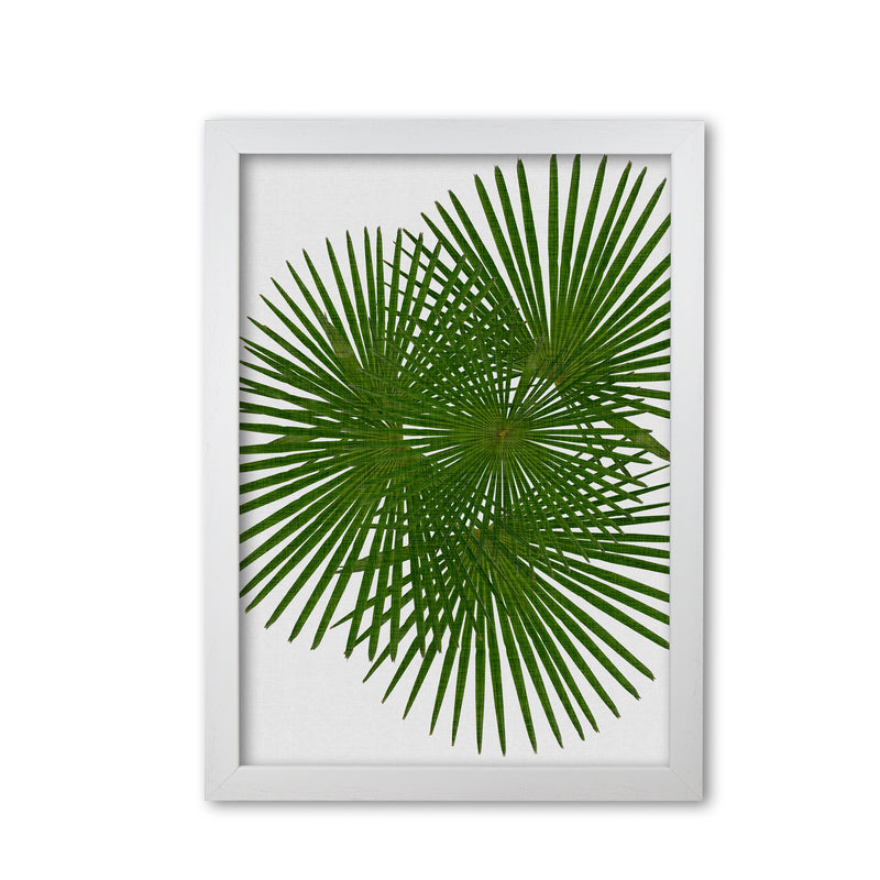 Fan Palm Print By Orara Studio, Framed Botanical & Nature Art Print White Grain