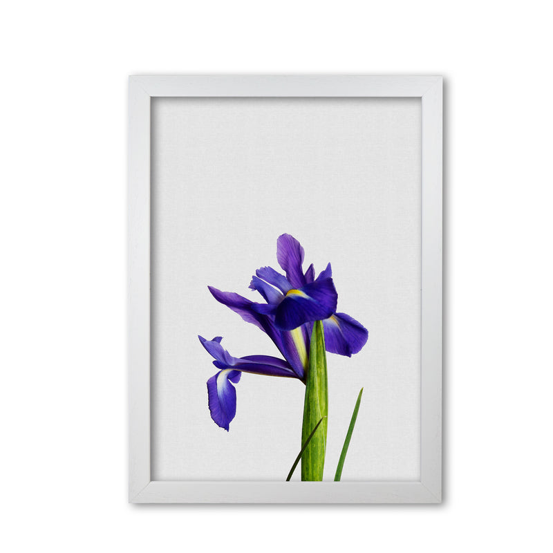 Iris Still Life Print By Orara Studio, Framed Botanical & Nature Art Print White Grain