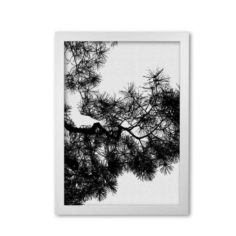 Pine Tree Black & White Print By Orara Studio White Grain