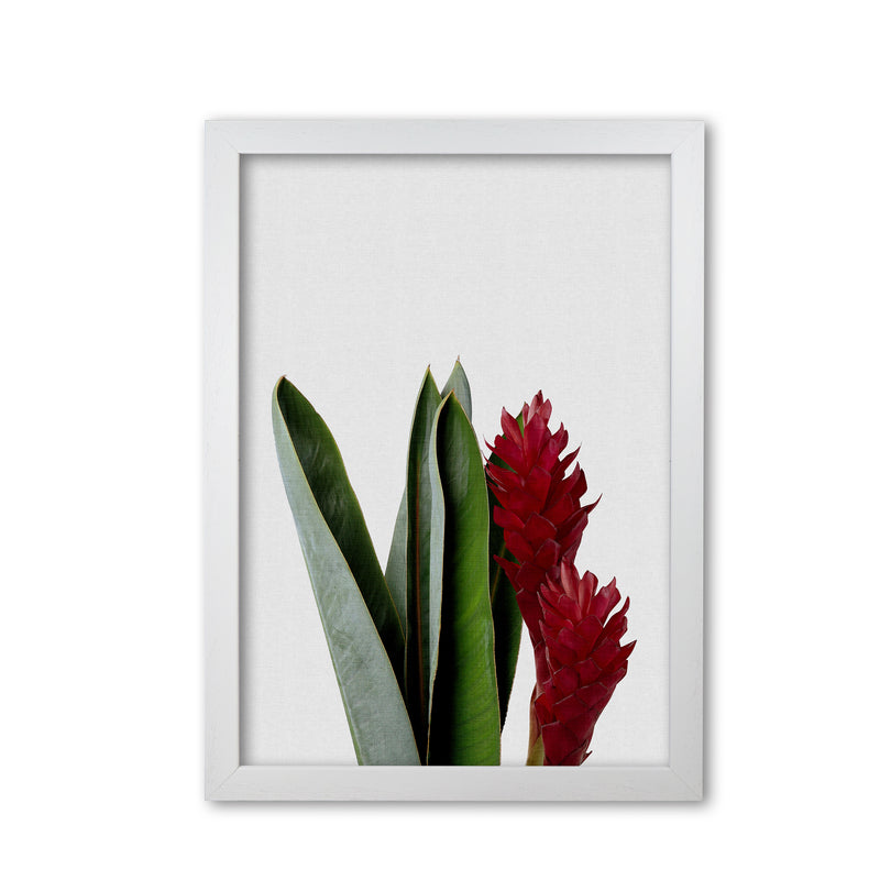 Red Flower Print By Orara Studio, Framed Botanical & Nature Art Print White Grain
