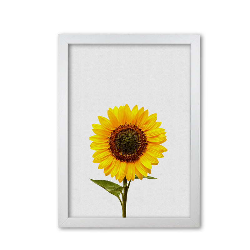 Sunflower Still Life Print By Orara Studio, Framed Botanical & Nature Art Print White Grain