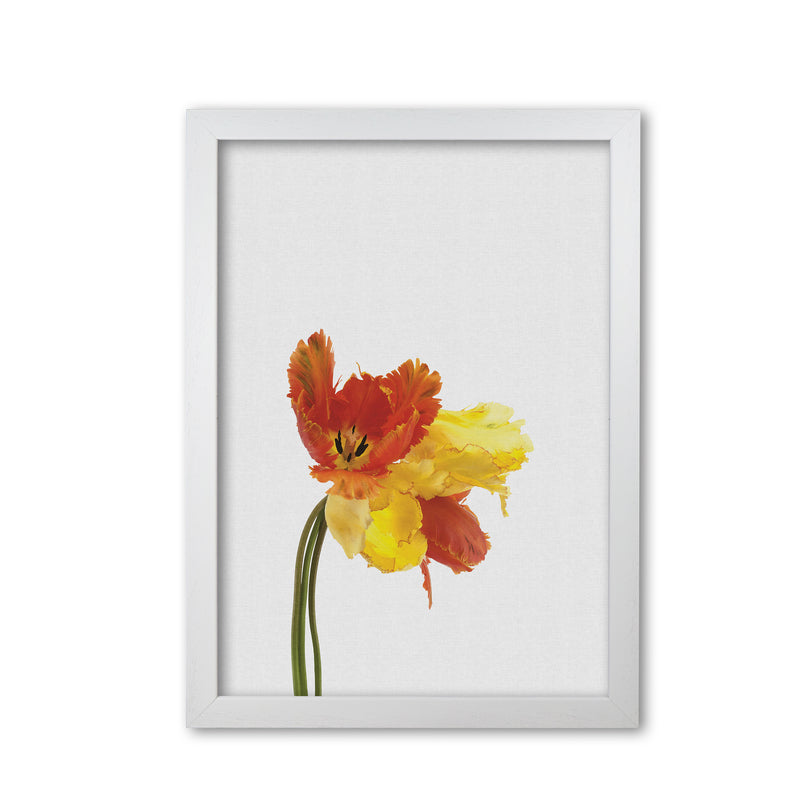 Tulip Still Life Print By Orara Studio, Framed Botanical & Nature Art Print White Grain