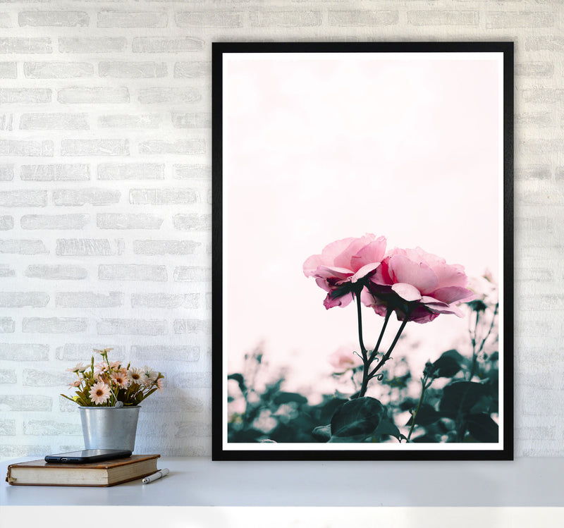 Pink Rose Modern Print, Framed Botanical & Nature Art Print A1 White Frame