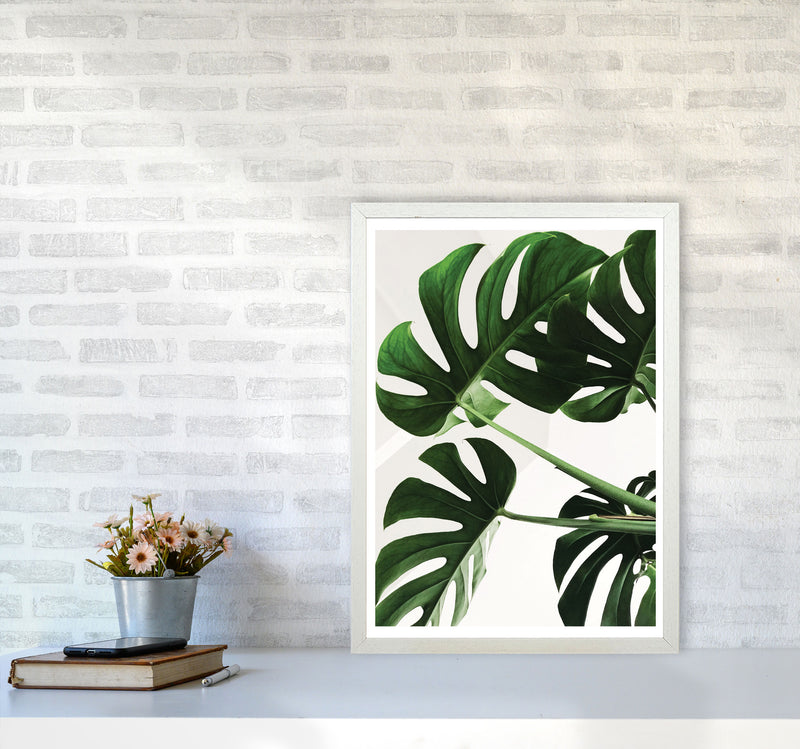 Monstera Leaf Modern Print, Framed Botanical & Nature Art Print A2 Oak Frame