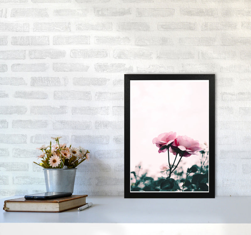 Pink Rose Modern Print, Framed Botanical & Nature Art Print A3 White Frame