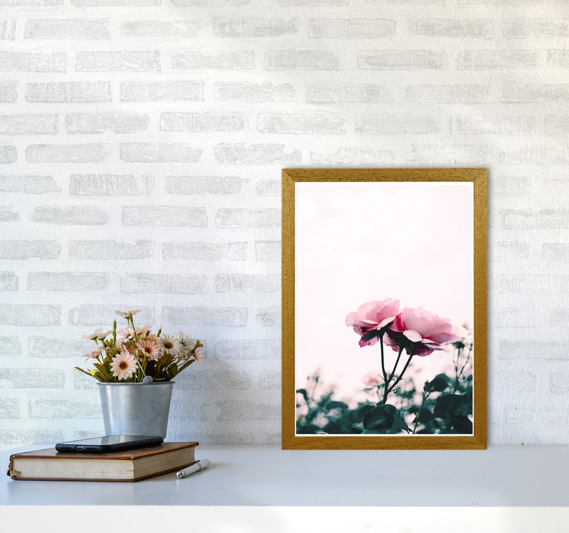Pink Rose Modern Print, Framed Botanical & Nature Art Print A3 Print Only