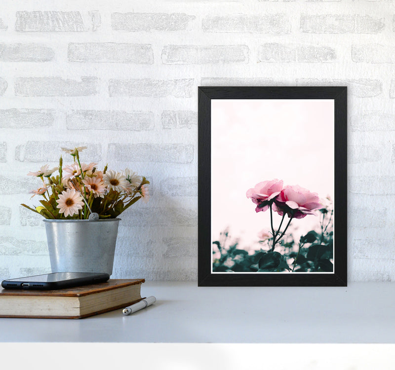 Pink Rose Modern Print, Framed Botanical & Nature Art Print A4 White Frame