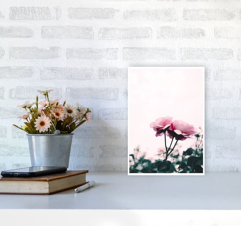Pink Rose Modern Print, Framed Botanical & Nature Art Print A4 Black Frame