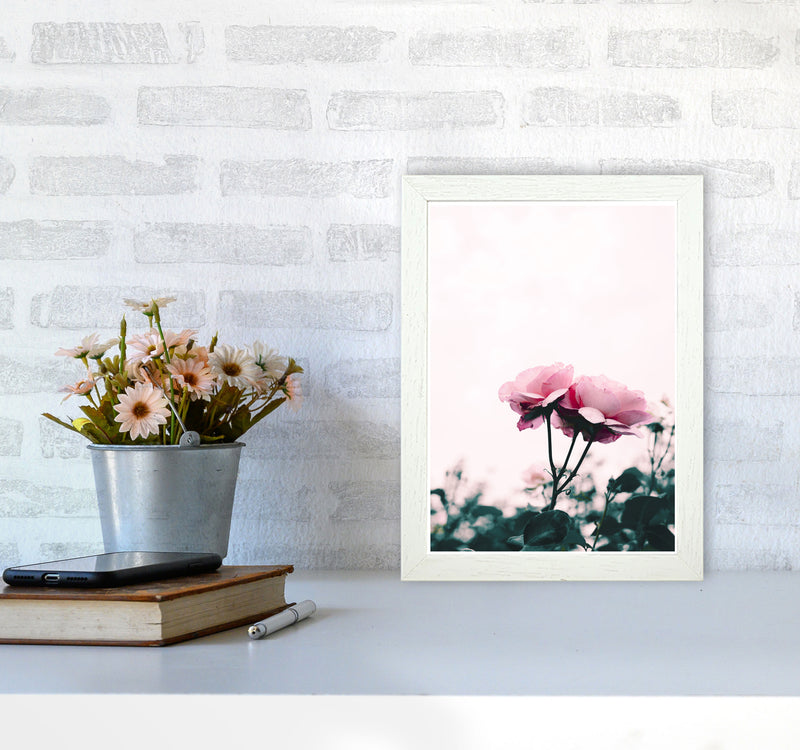 Pink Rose Modern Print, Framed Botanical & Nature Art Print A4 Oak Frame