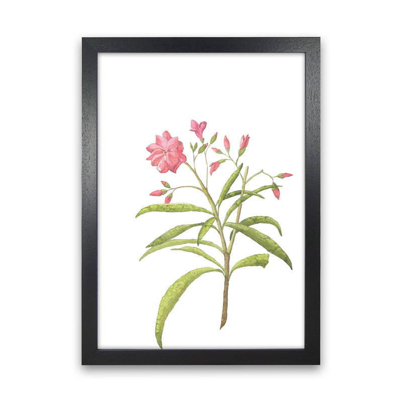 Pink Flower Modern Print, Framed Botanical & Nature Art Print Black Grain