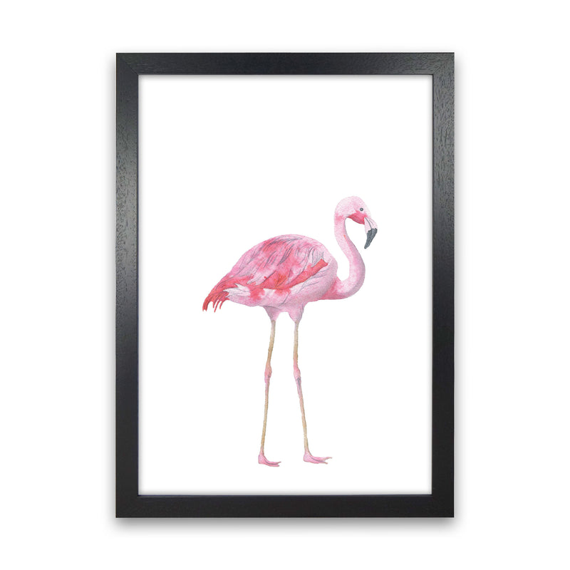 Pink Flamingo Modern Print Animal Art Print Black Grain