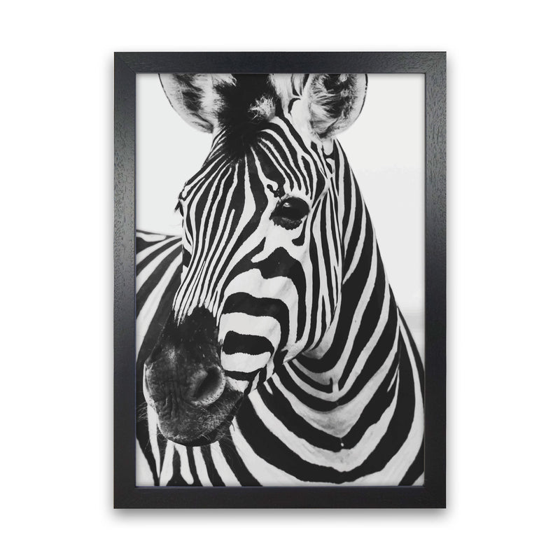 Black And White Zebra Modern Print Animal Art Print Black Grain