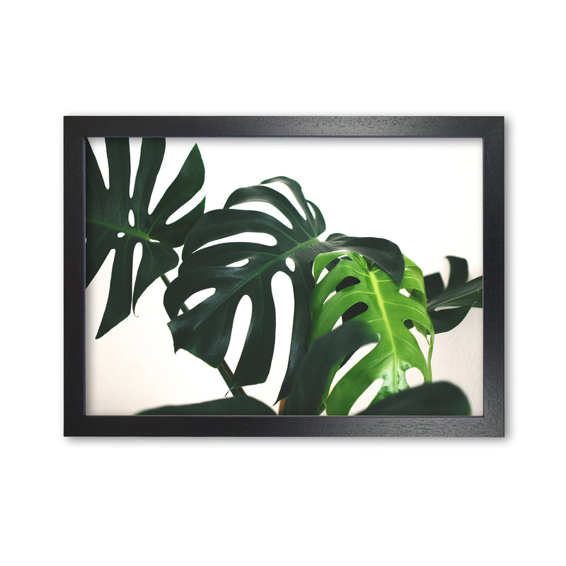 Monstera Leaf Landscape Modern Print, Framed Botanical & Nature Art Print Black Grain