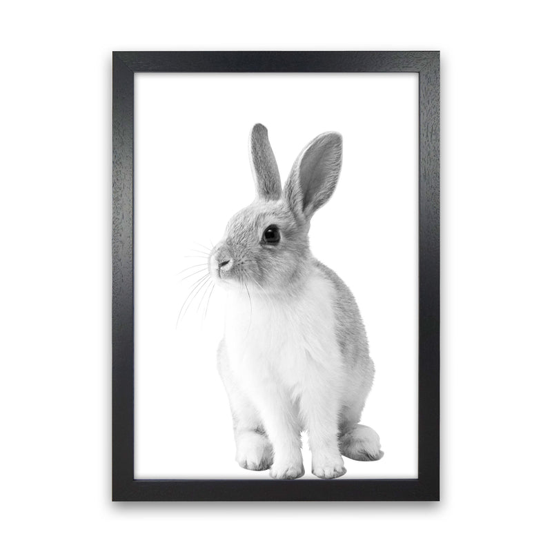 Black And White Bunny Modern Print Animal Art Print Black Grain