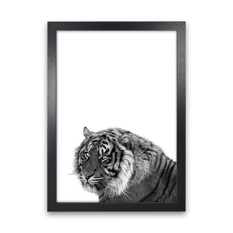 Black And White Tiger Modern Print Animal Art Print Black Grain