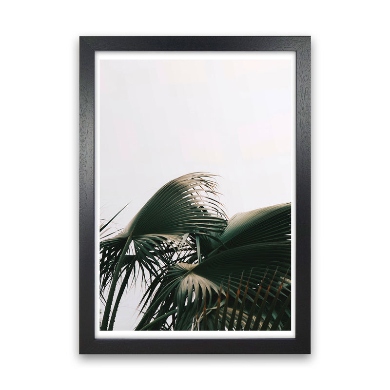 Bushy Palm Leaves Modern Print, Framed Botanical & Nature Art Print Black Grain