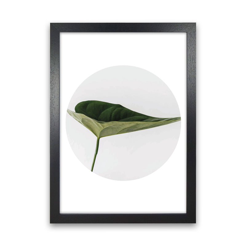 Doc Leaf Modern Print, Framed Botanical & Nature Art Print Black Grain