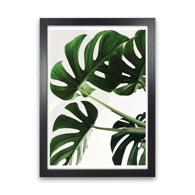 Monstera Leaf Modern Print, Framed Botanical & Nature Art Print Black Grain