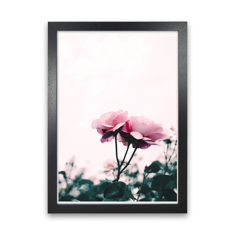 Pink Rose Modern Print, Framed Botanical & Nature Art Print Black Grain
