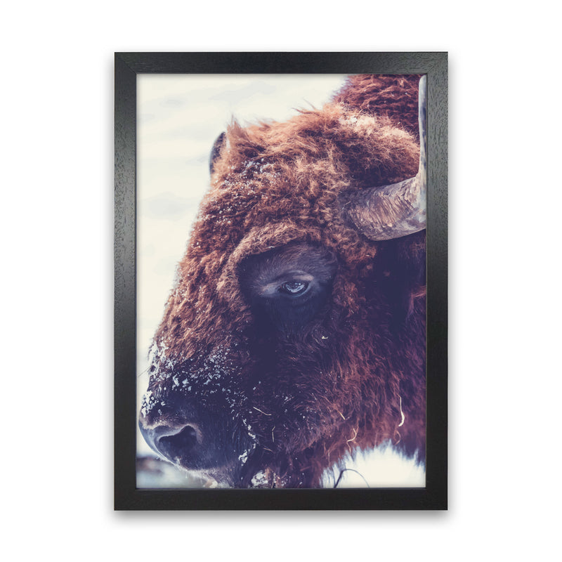 Bull Modern Print Animal Art Print Black Grain