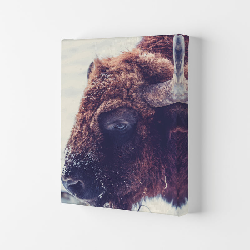 Bull Modern Print Animal Art Print Canvas