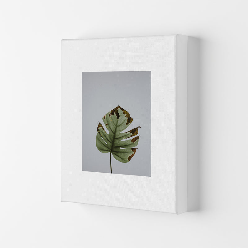 Old Leaf Grey Box  Art Print by Pixy Paper Canvas