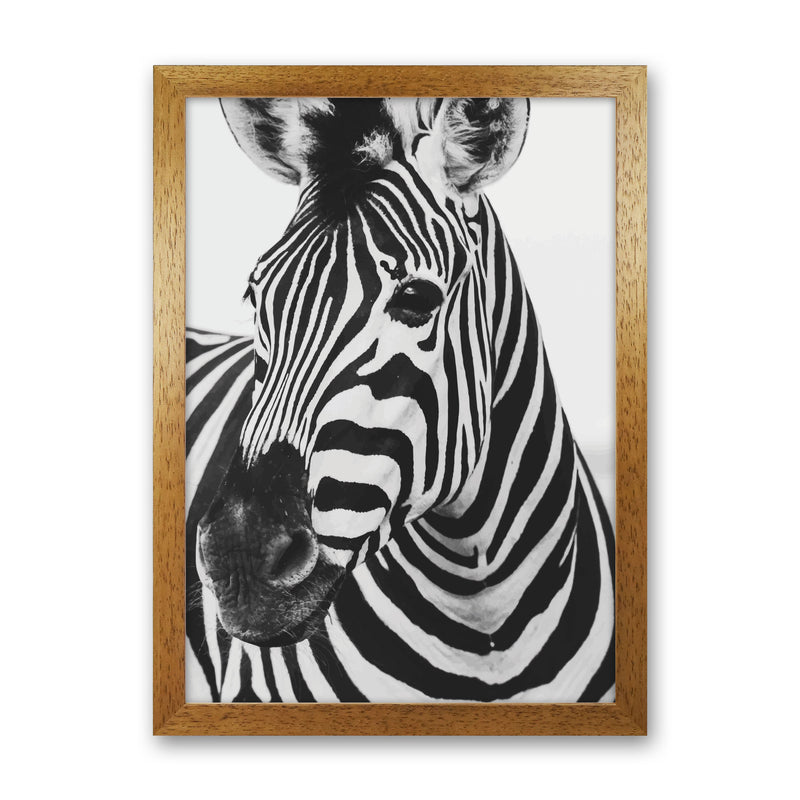Black And White Zebra Modern Print Animal Art Print Oak Grain