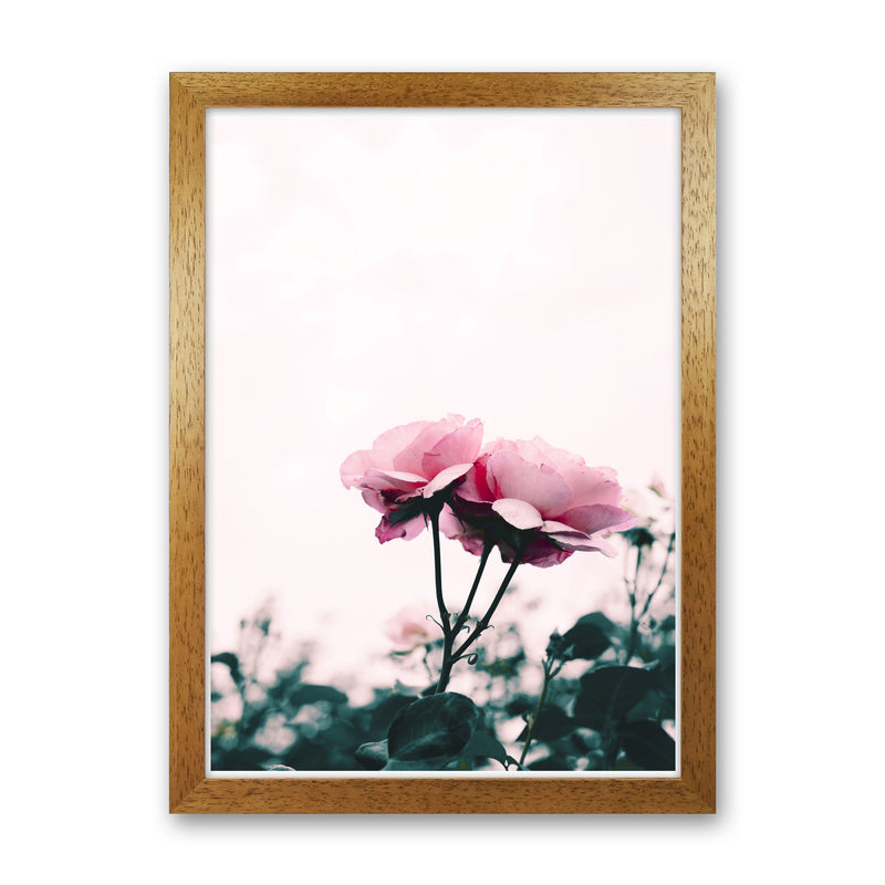 Pink Rose Modern Print, Framed Botanical & Nature Art Print Oak Grain