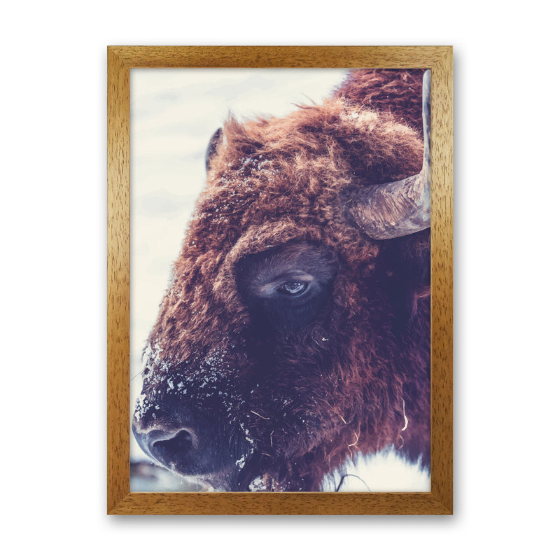 Bull Modern Print Animal Art Print Oak Grain