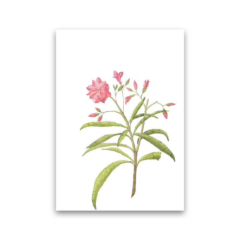 Pink Flower Modern Print, Framed Botanical & Nature Art Print Print Only