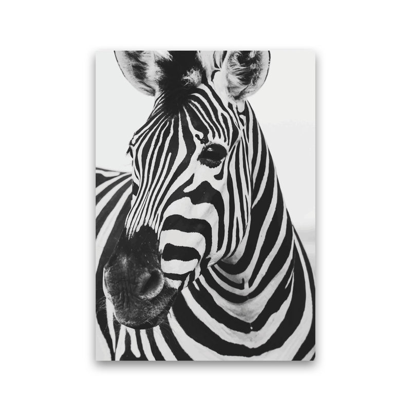 Black And White Zebra Modern Print Animal Art Print Print Only