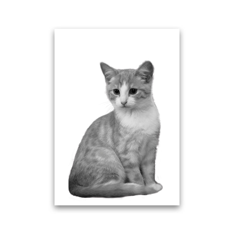Black And White Cat Modern Print Animal Art Print Print Only