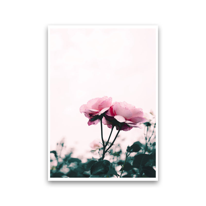 Pink Rose Modern Print, Framed Botanical & Nature Art Print Print Only