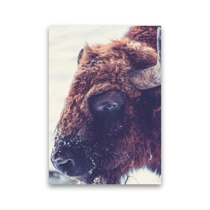 Bull Modern Print Animal Art Print Print Only